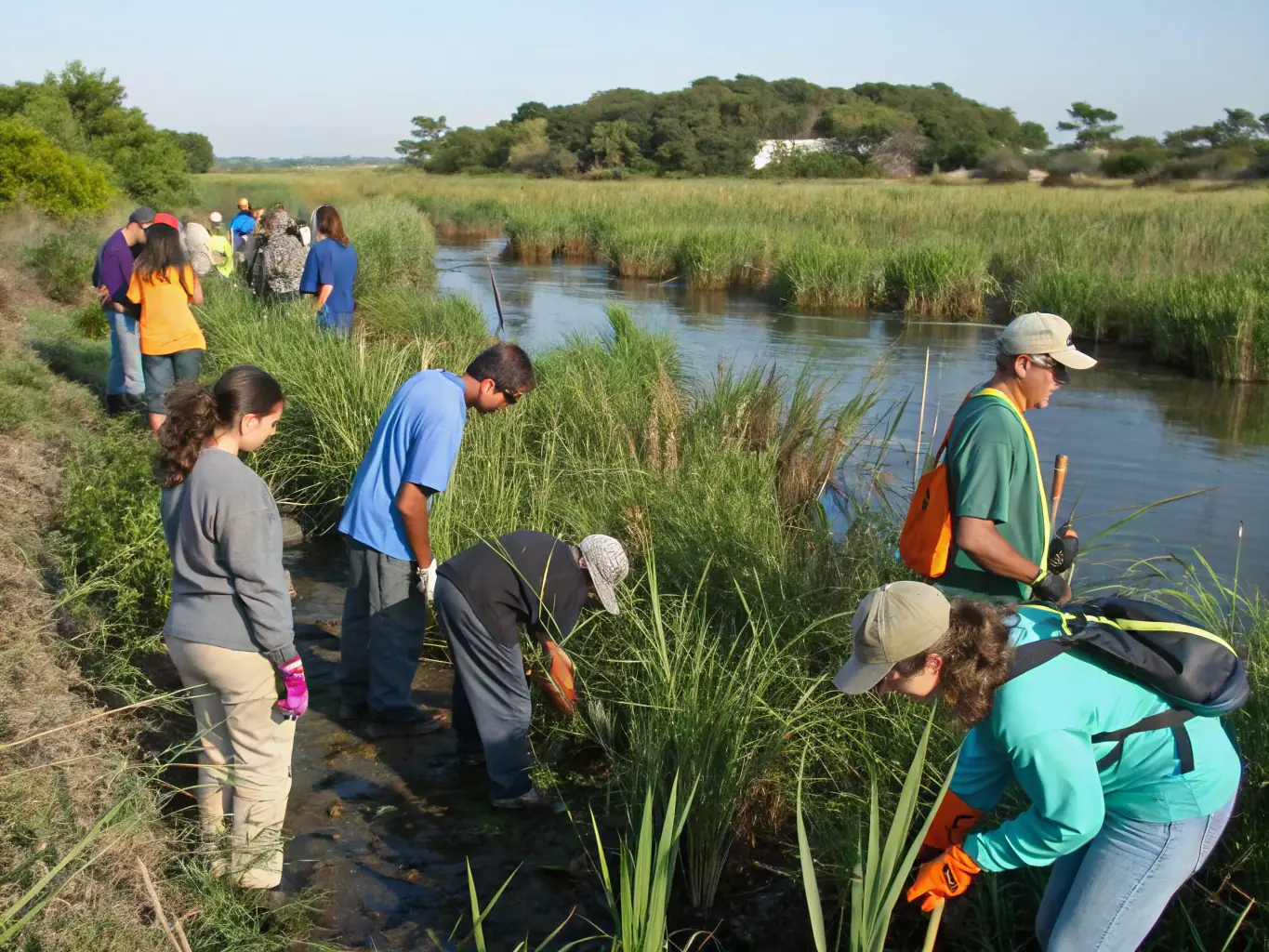 A photograph depicting volunteers planting native aquatic plants along a riverbank, illustrating a habitat restoration project.